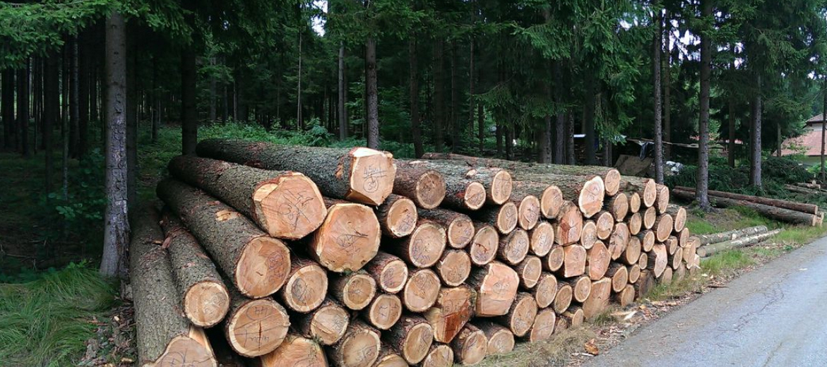 Schauer Forst